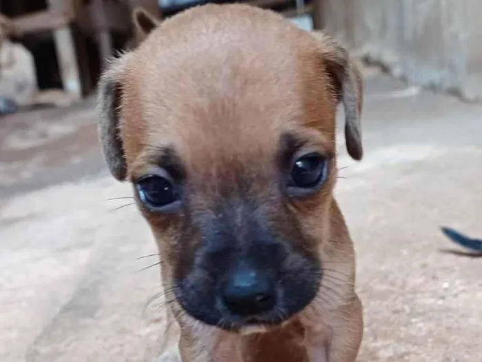 Cachorro ra a SRD-ViraLata idade Abaixo de 2 meses nome 11 Filhotes 