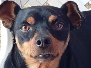 Cachorro raça Pinscher idade 3 anos nome Flash 