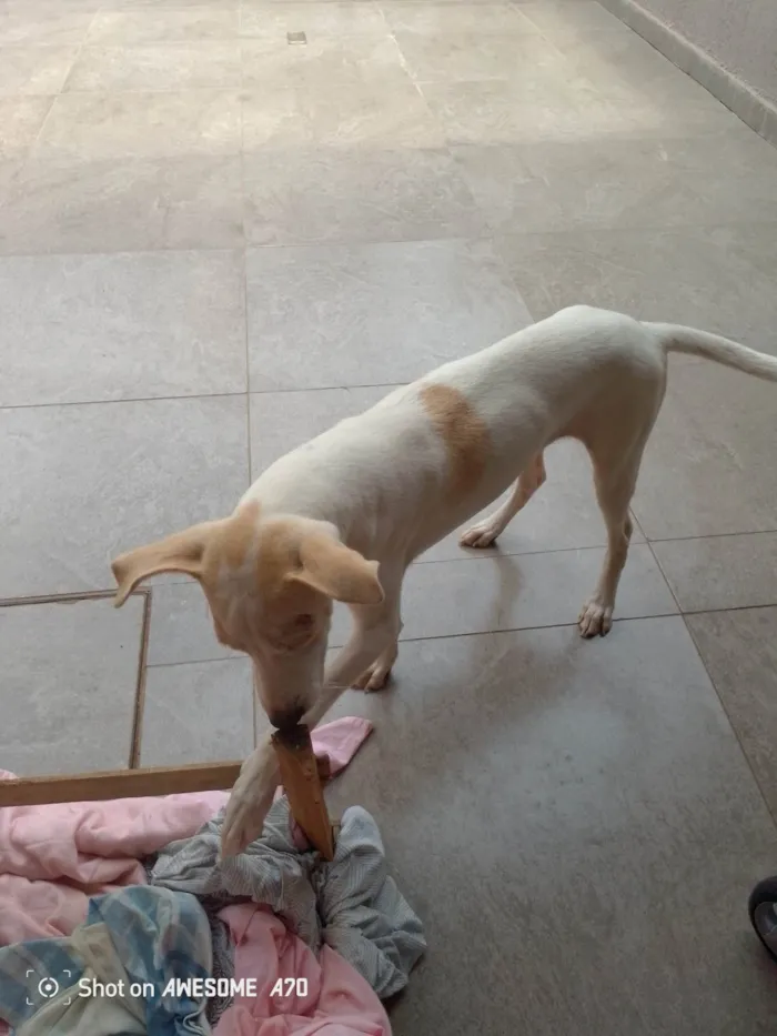 Cachorro ra a SRD-ViraLata idade 7 a 11 meses nome Toby 