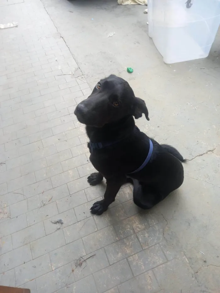 Cachorro ra a SRD-ViraLata idade 2 a 6 meses nome Django