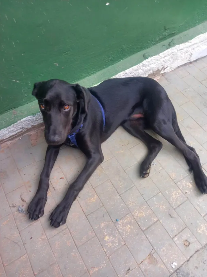 Cachorro ra a SRD-ViraLata idade 2 a 6 meses nome Django