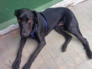 Cachorro raça SRD-ViraLata idade 2 a 6 meses nome Django