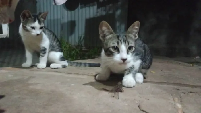 Gato ra a SRD-ViraLata idade 2 a 6 meses nome Sem nome