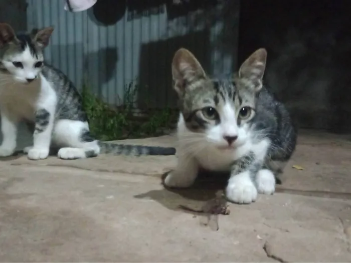 Gato ra a SRD-ViraLata idade 2 a 6 meses nome Sem nome