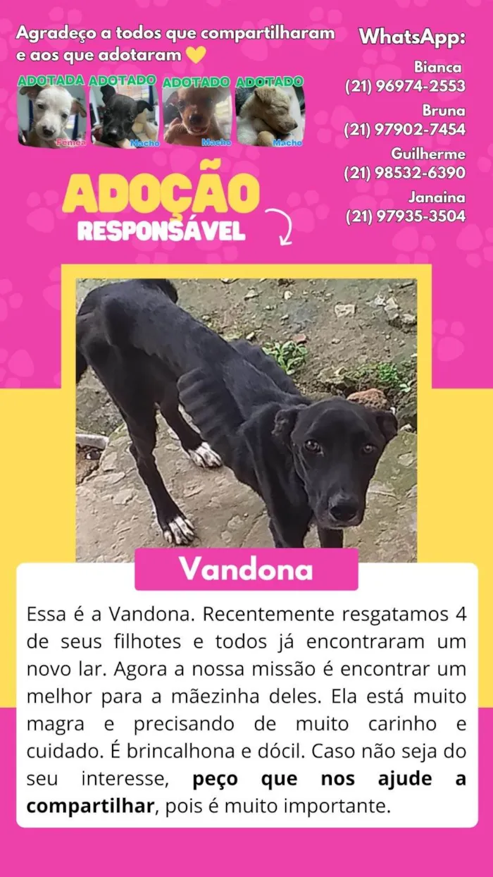 Cachorro ra a SRD-ViraLata idade 3 anos nome Vandona