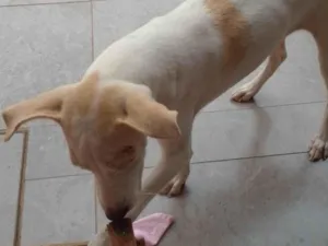 Cachorro raça SRD-ViraLata idade 7 a 11 meses nome Toby 