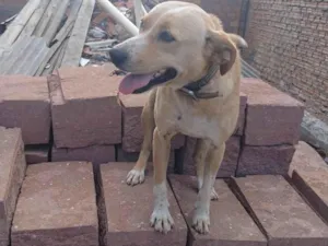 Cachorro raça SRD-ViraLata idade 1 ano nome Thor 