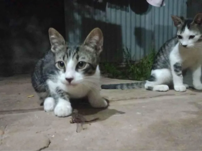 Gato ra a SRD-ViraLata idade 2 a 6 meses nome Sem nome