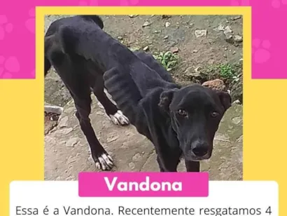 Cachorro raça SRD-ViraLata idade 3 anos nome Vandona