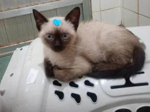 Gato raça SRD-ViraLata idade 2 a 6 meses nome Teddy