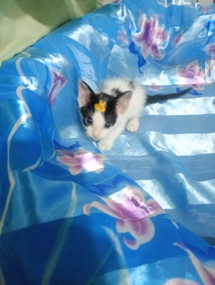 Gato ra a SRD-ViraLata idade Abaixo de 2 meses nome Dory