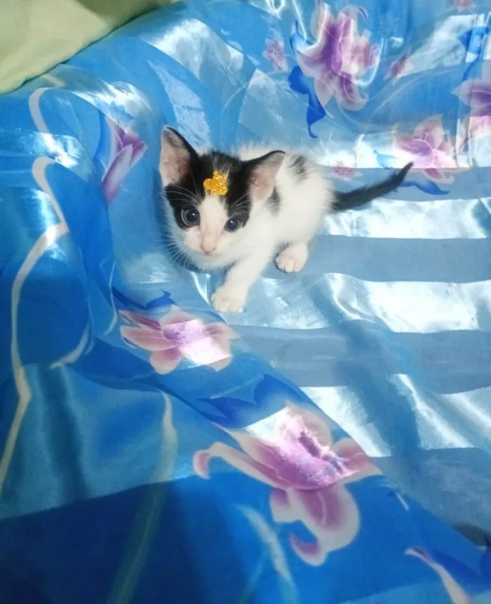 Gato ra a SRD-ViraLata idade Abaixo de 2 meses nome Dory