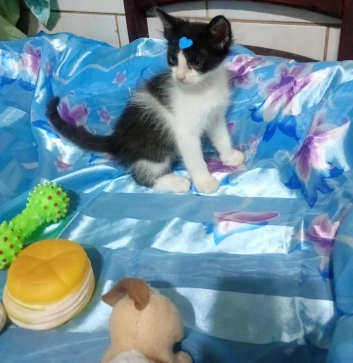 Gato ra a SRD-ViraLata idade Abaixo de 2 meses nome Oliver