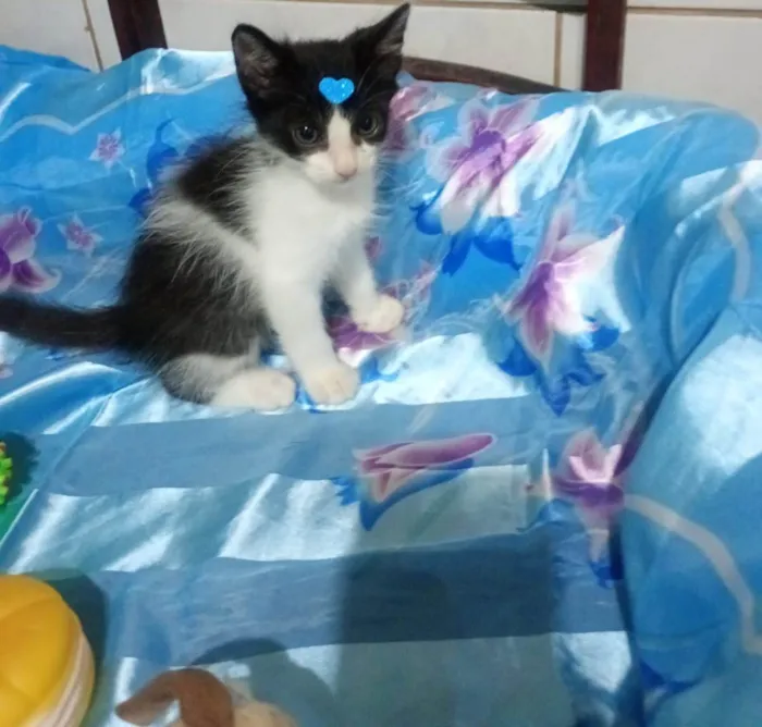 Gato ra a SRD-ViraLata idade Abaixo de 2 meses nome Oliver