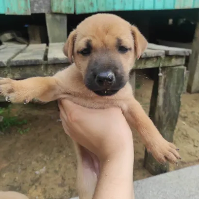 Cachorro raça SRD-ViraLata idade Abaixo de 2 meses nome Sem nome 