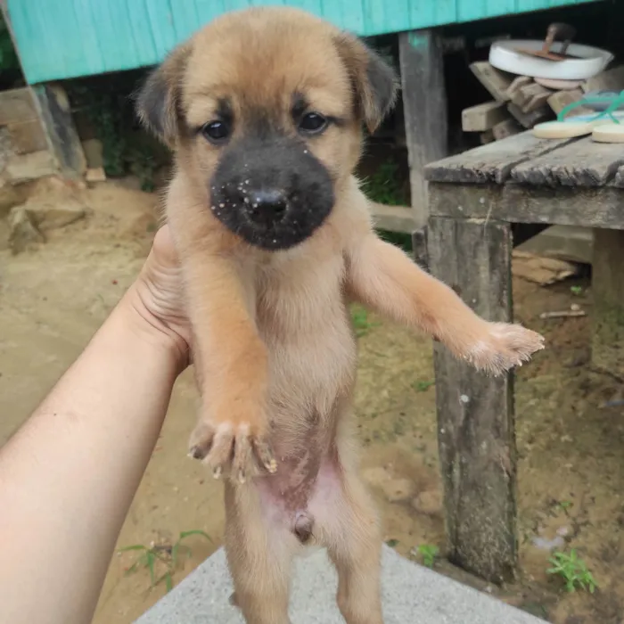 Cachorro ra a SRD-ViraLata idade Abaixo de 2 meses nome Sem nome 