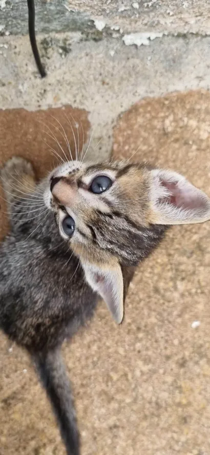 Gato raça SRD-ViraLata idade Abaixo de 2 meses nome Anitta 