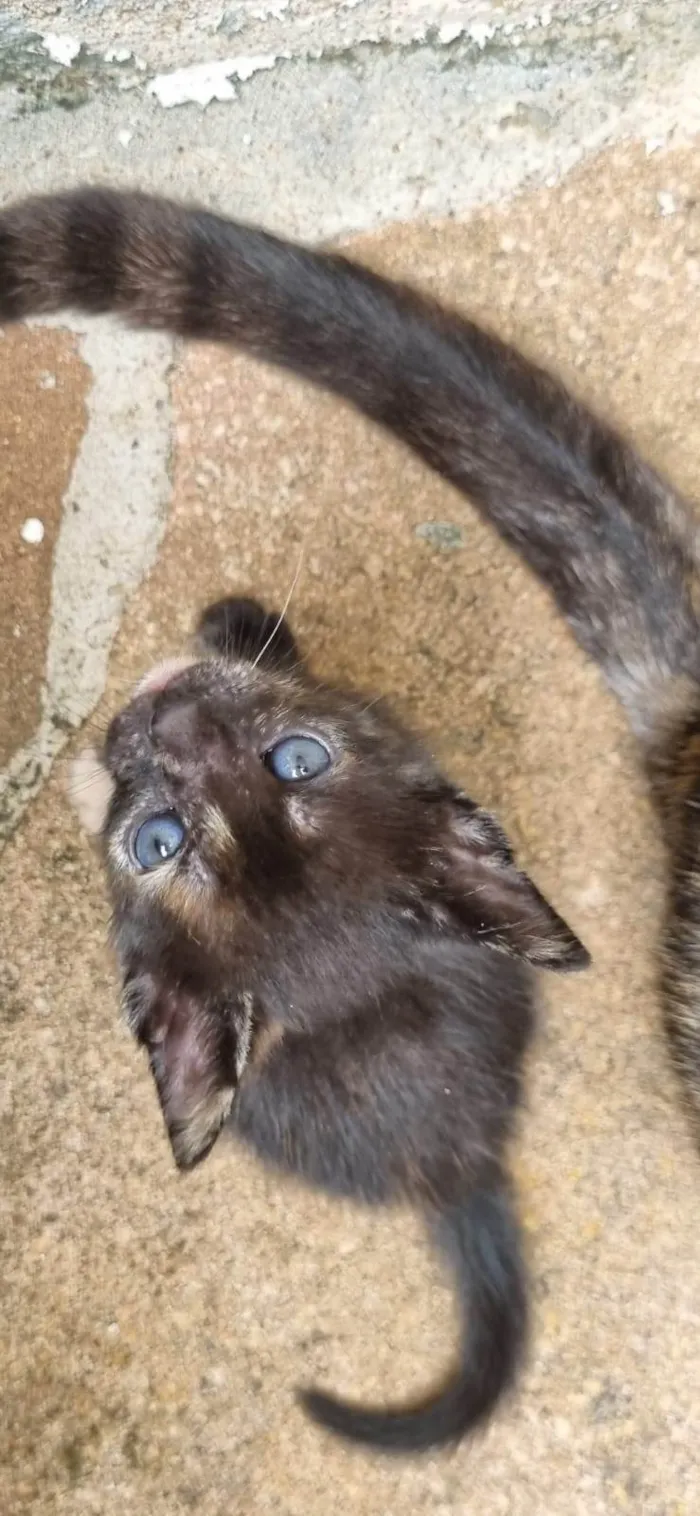 Gato ra a SRD-ViraLata idade Abaixo de 2 meses nome Anitta 