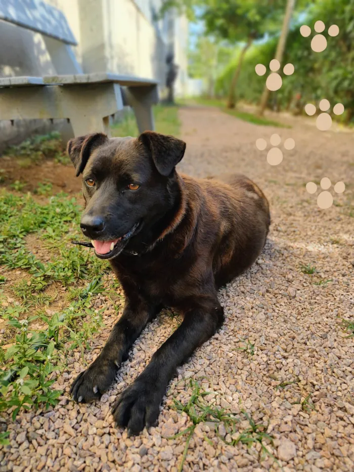 Cachorro ra a SRD-ViraLata idade 4 anos nome Ursa