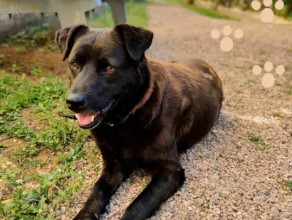 Cachorro raça SRD-ViraLata idade 4 anos nome Ursa