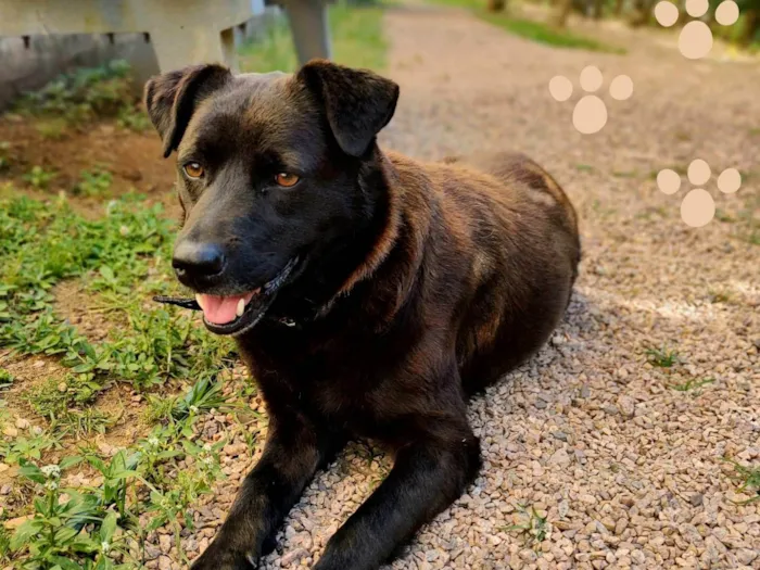 Cachorro ra a SRD-ViraLata idade 4 anos nome Ursa