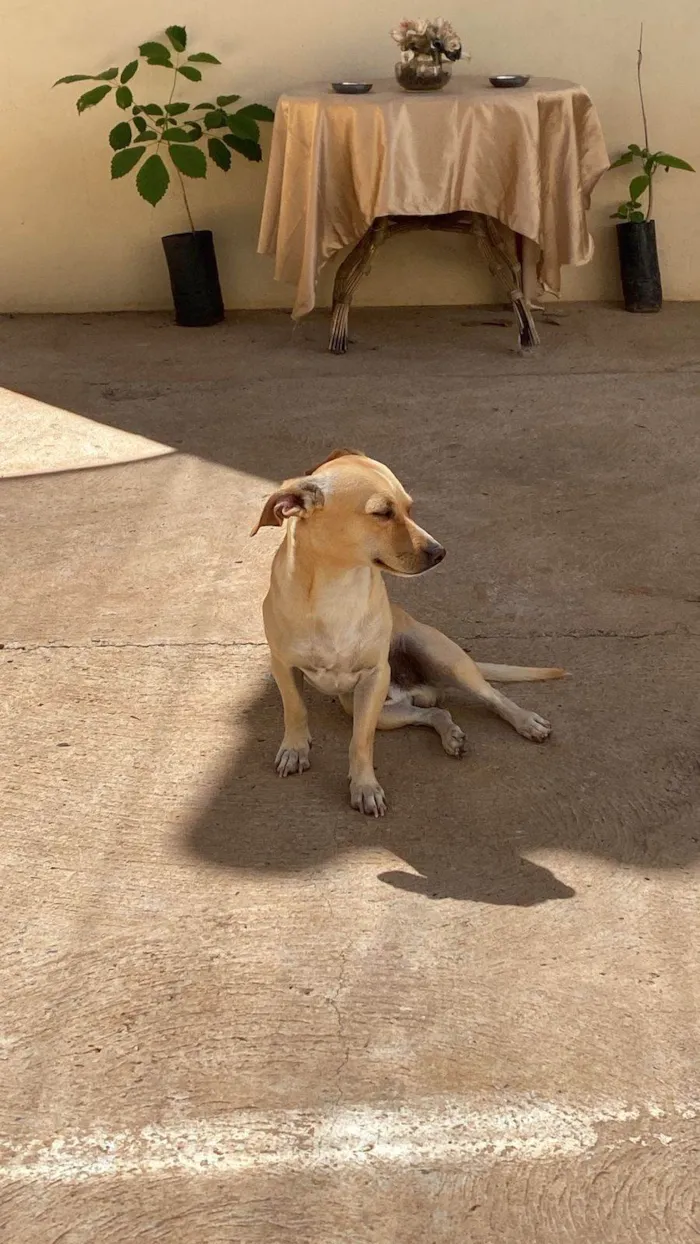 Cachorro ra a SRD-ViraLata idade 2 anos nome Heitor 