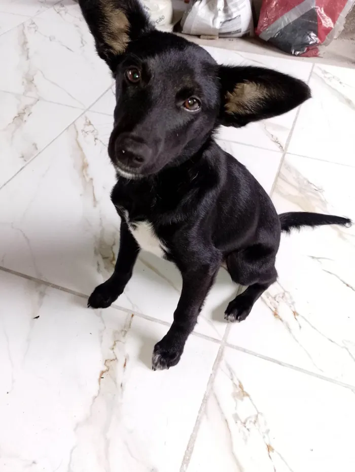 Cachorro ra a SRD-ViraLata idade 7 a 11 meses nome Daruque 