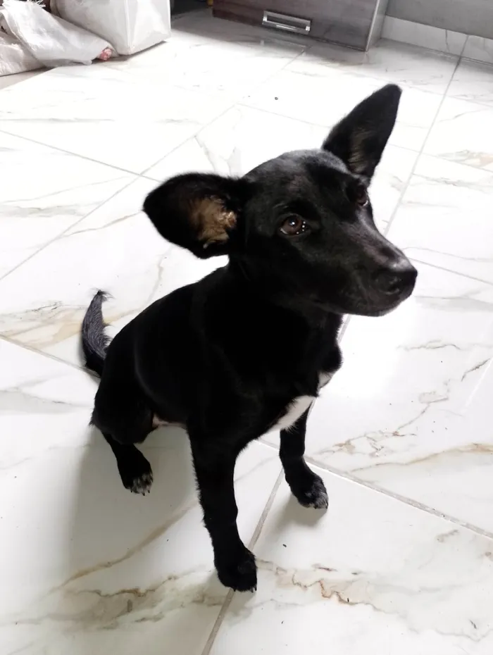 Cachorro ra a SRD-ViraLata idade 7 a 11 meses nome Daruque 