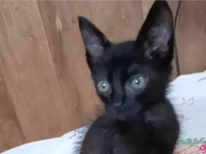 Gato raça SRD-ViraLata idade Abaixo de 2 meses nome Café