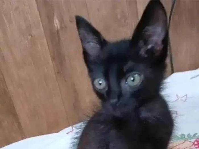 Gato ra a SRD-ViraLata idade Abaixo de 2 meses nome Café