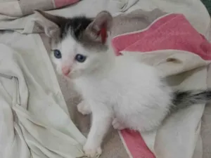 Gato raça SRD-ViraLata idade Abaixo de 2 meses nome Fiona