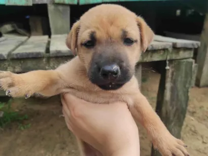 Cachorro raça SRD-ViraLata idade Abaixo de 2 meses nome Sem nome 