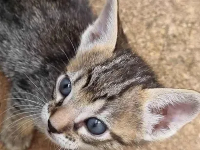 Gato raça SRD-ViraLata idade Abaixo de 2 meses nome Anitta 