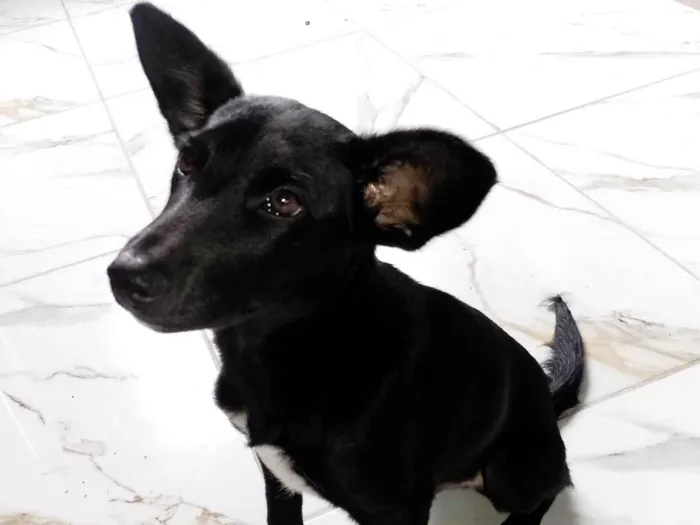 Cachorro ra a SRD-ViraLata idade 7 a 11 meses nome Daruque 