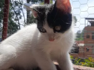 Gato raça SRD-ViraLata idade Abaixo de 2 meses nome Flocos