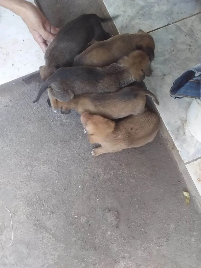 Cachorro ra a SRD-ViraLata idade Abaixo de 2 meses nome Sem nomes