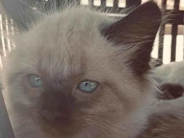 Gato ra a Siamês idade Abaixo de 2 meses nome Lulu