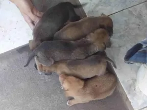 Cachorro raça SRD-ViraLata idade Abaixo de 2 meses nome Sem nomes