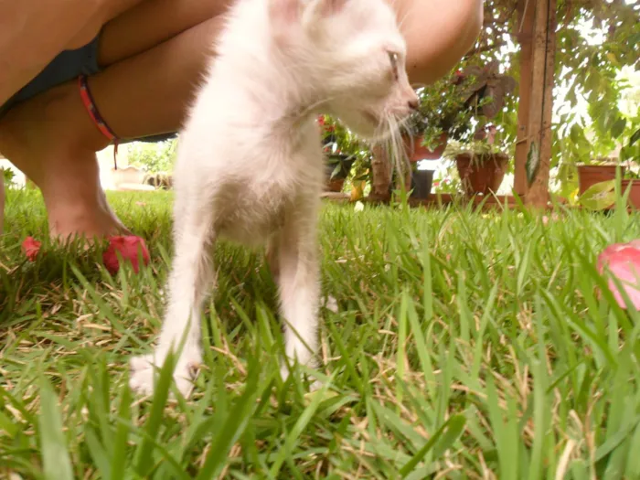 Gato ra a SRD-ViraLata idade Abaixo de 2 meses nome Bagheera 