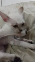 Bagheera
