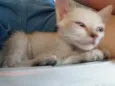 Bagheera