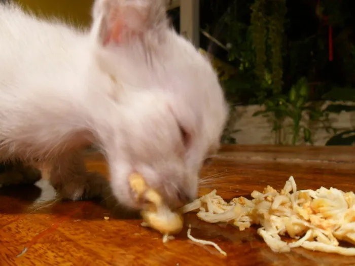 Gato ra a SRD-ViraLata idade Abaixo de 2 meses nome Bagheera 