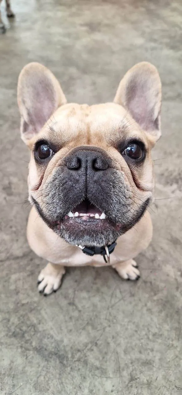 Cachorro ra a Bulldog idade 4 anos nome Lua