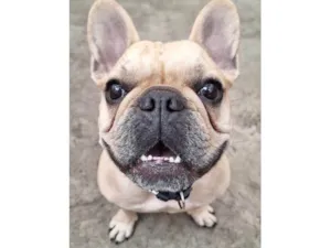 Cachorro raça Bulldog idade 4 anos nome Lua