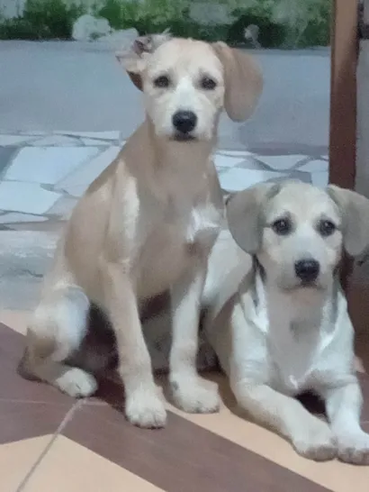 Cachorro raça SRD-ViraLata idade 1 ano nome Negão e pitoco