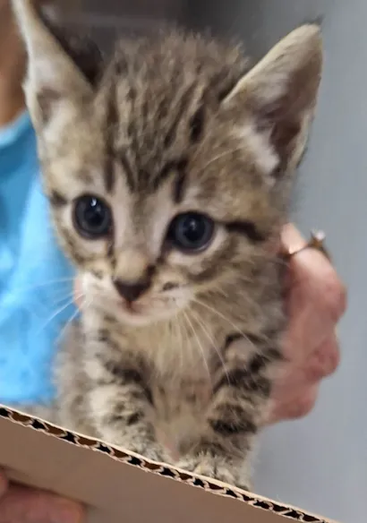 Gato raça SRD-ViraLata idade Abaixo de 2 meses nome Zaqueu