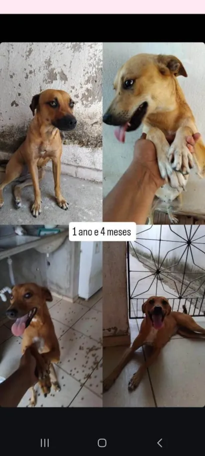 Cachorro raça SRD-ViraLata idade 1 ano nome Leandra