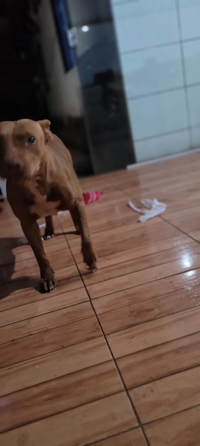 Cachorro ra a Pit-Bull idade 3 anos nome Shakira 