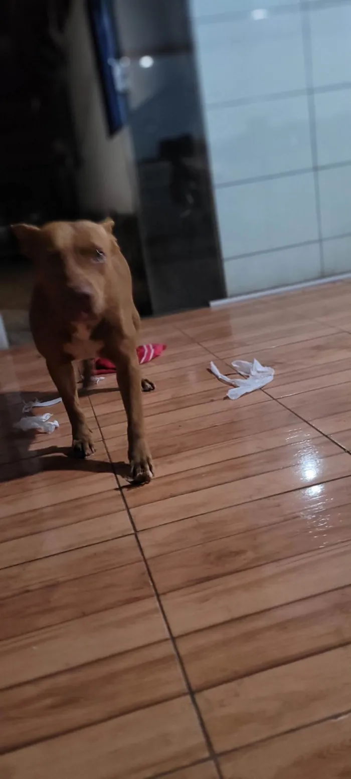 Cachorro ra a Pit-Bull idade 3 anos nome Shakira 