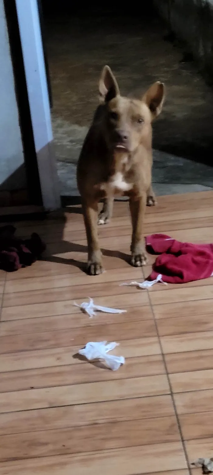 Cachorro ra a Pit-Bull idade 3 anos nome Shakira 